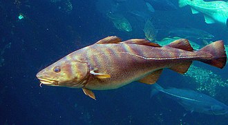 Cod (Gadus morhua)